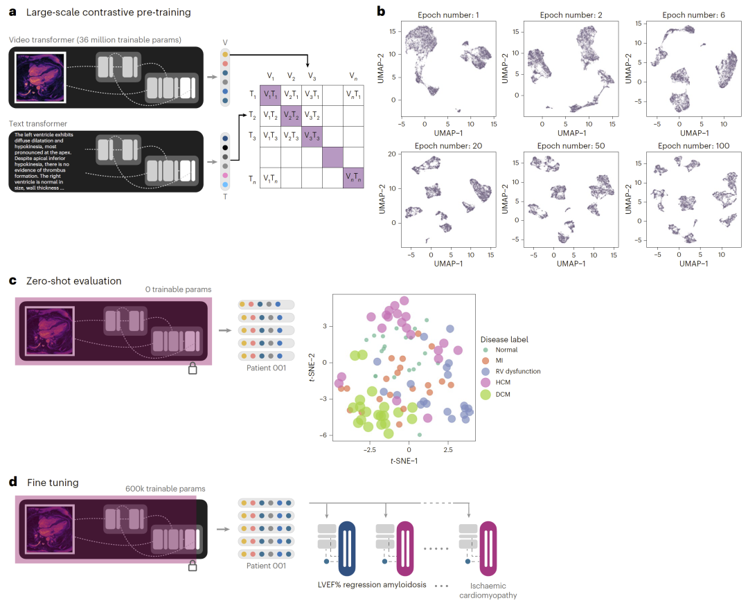 图1：自监督心脏MRI深度学习系统框架。
