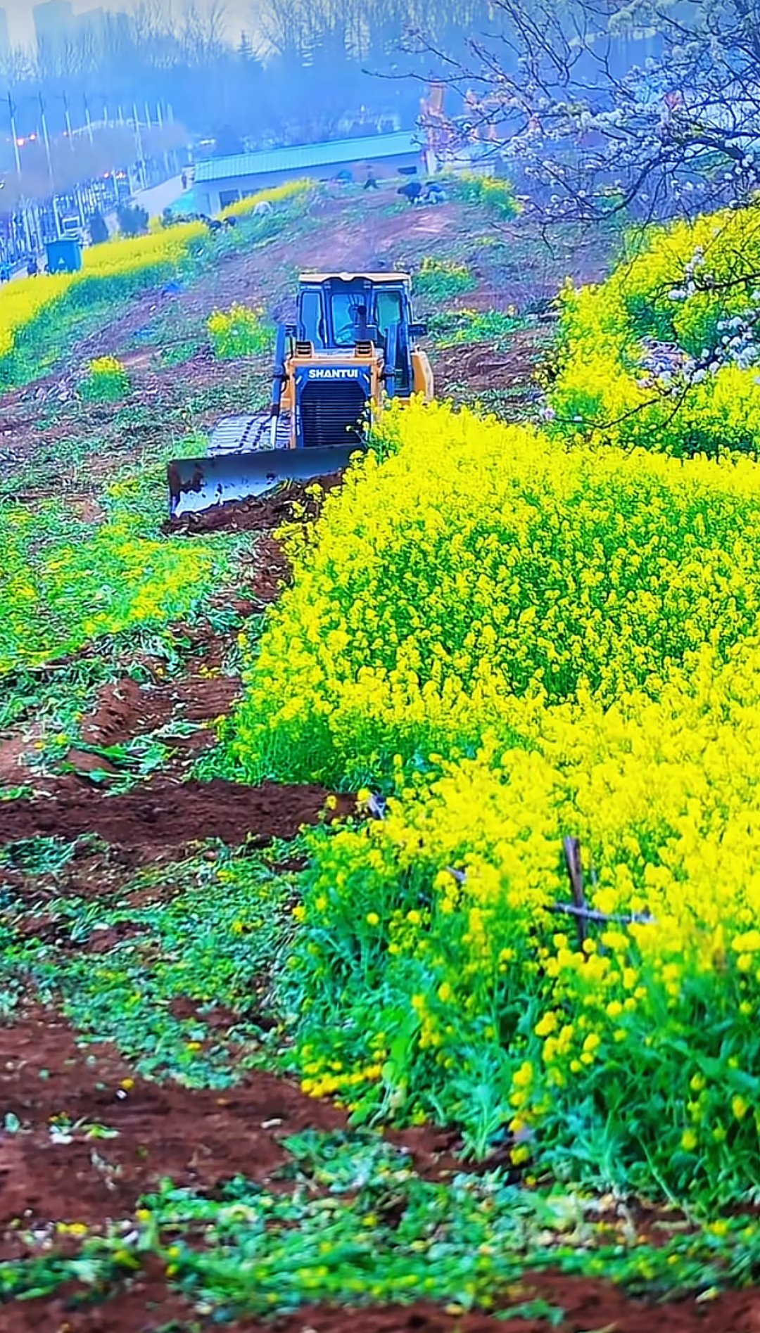 周口一油菜花田打卡地被推土机铲平，当地：系拆迁征收用地，居民不能私自种植