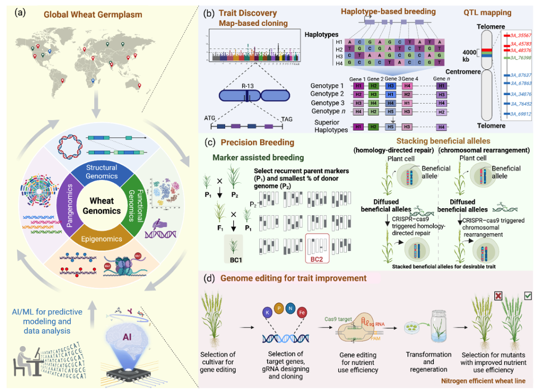 图3 整合基因组学工具加速小麦育种与性状改良