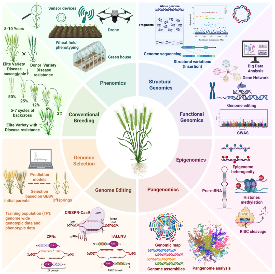 图2 小麦基因组学与育种策略全景图