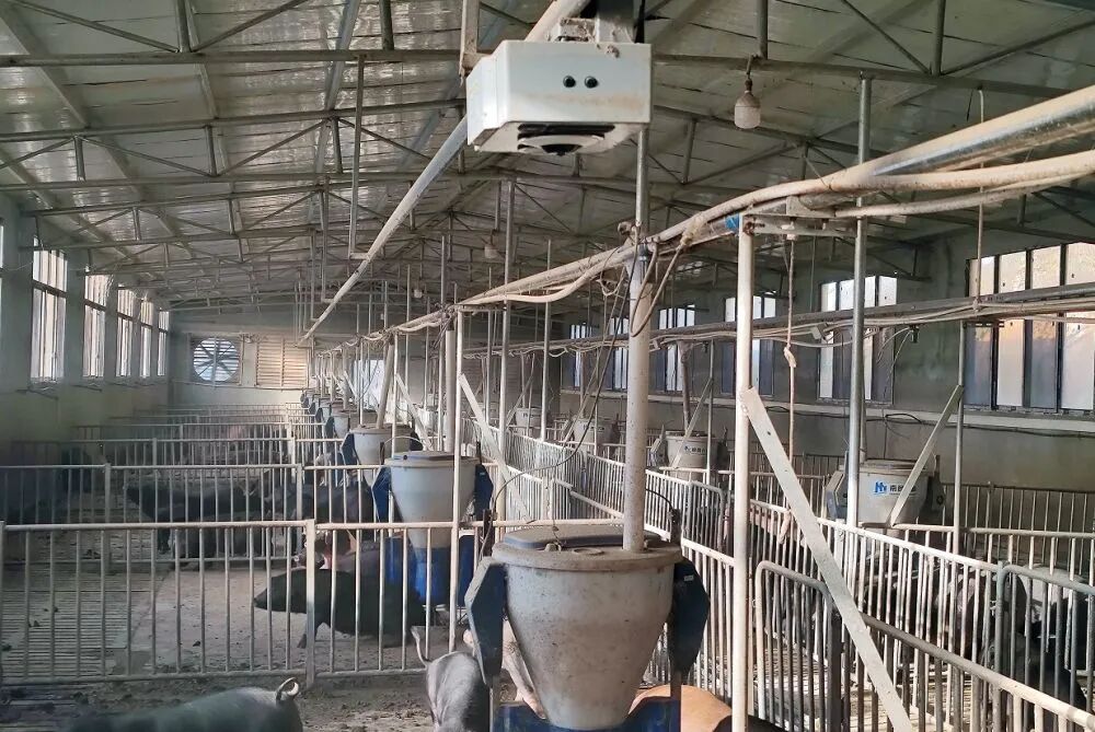 在位于江西省修水县港口镇龙井村的幕村杭猪生态农场里，巡检机器在对杭猪进行智能巡检。 新华社发（朱长华 摄）