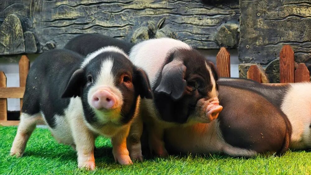 24小时自助下单抖音双击，如何轻松购物体验？