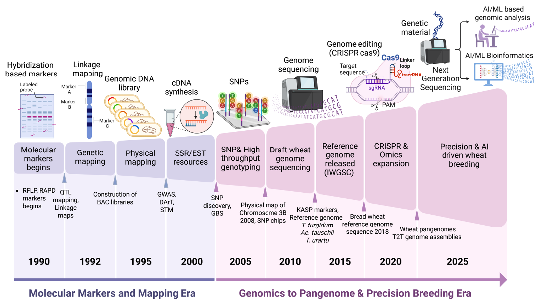 图1 小麦基因组学发展历程与重大里程碑