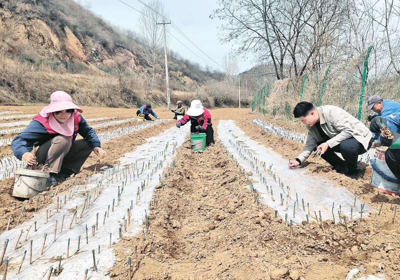  乡村致富人：连翘花海背后的稳稳幸福 新闻