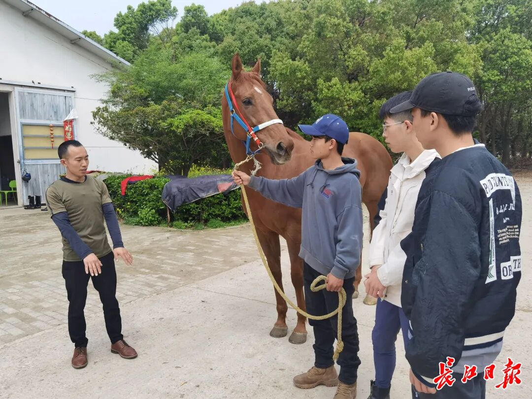 覃勇指导学生如何与纯血马培养感情。记者杨佳峰 摄