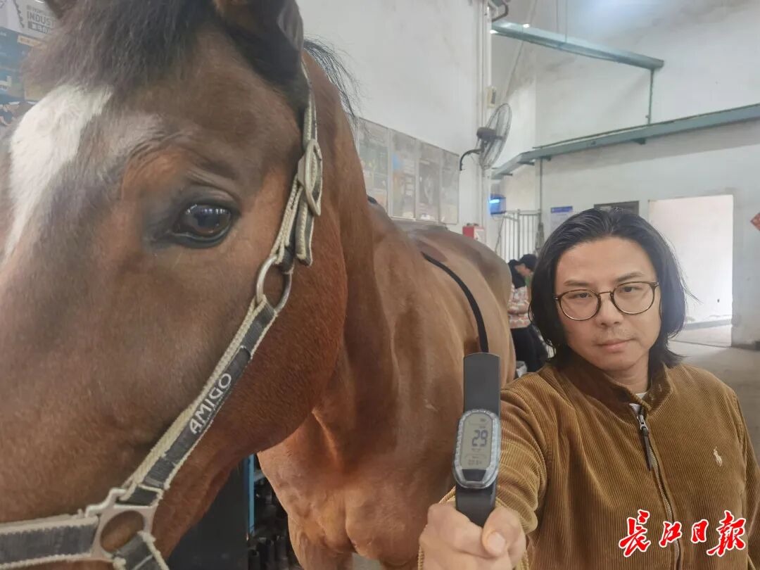 杨成团队研发的马匹心率仪。记者杨佳峰 摄