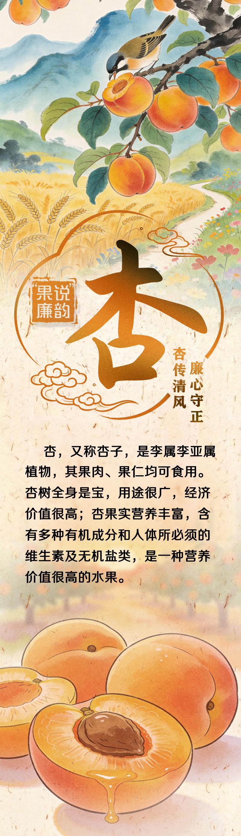 “果说”廉韵丨杏：杏传清风 廉心守正