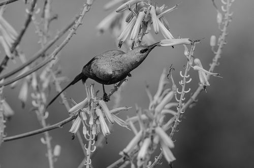 图片来源：Nick Garbutt/NPL/Minden