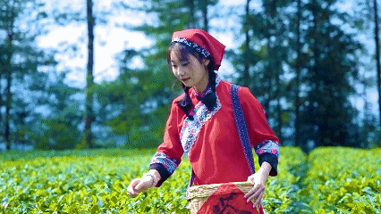 游客正在体验采茶（央广网发  邓仁湘  摄）