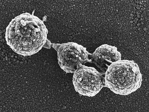 基因组移植让“僵尸细胞”死而复生