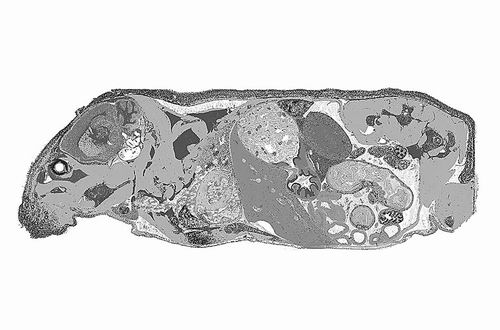 新方法可测量小鼠全身基因活动