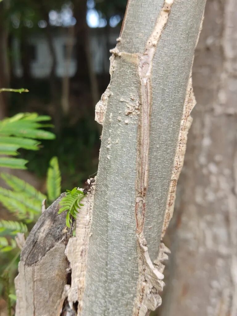 枝条上的翅膀（栓翅）|树皮_新浪财经_新浪网