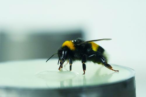 “微型脑”的熊蜂也有“节奏感”