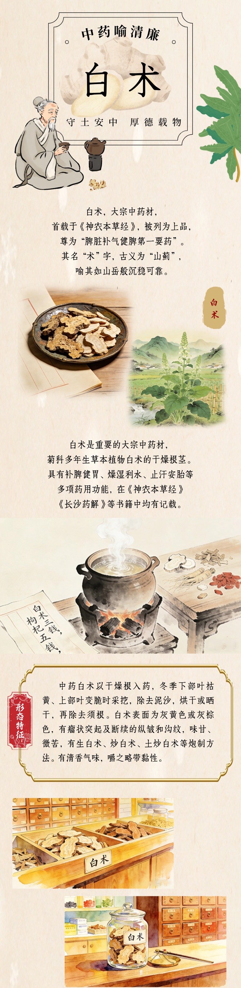 中药喻清廉丨白术：守土安中 厚德载物