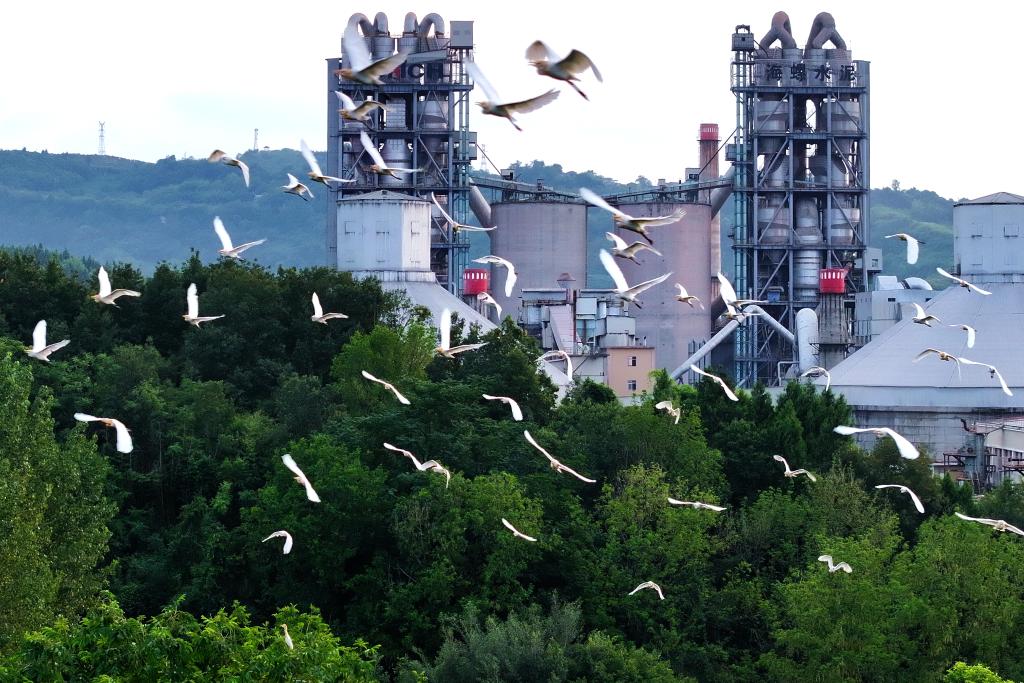 　　图为重庆海螺水泥有限责任公司厂区内飞舞的白鹭。（赵军 摄）