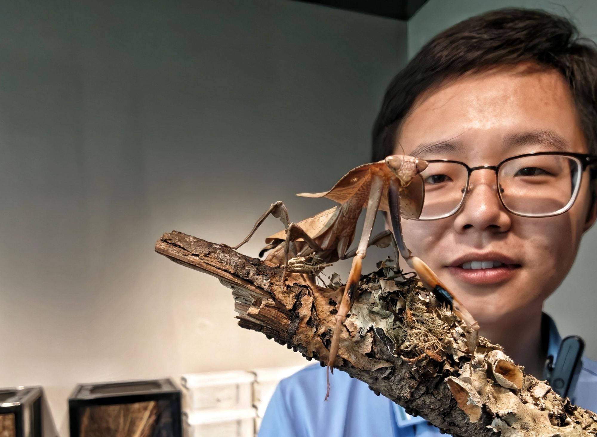 工作人员在活体动物互动区展示眼镜蛇枯叶螳螂。新京报记者 陶冉 摄