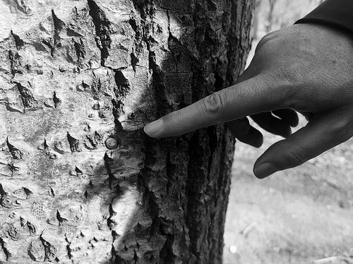 控絮率超80%抑制剂让杨柳树“不开花”