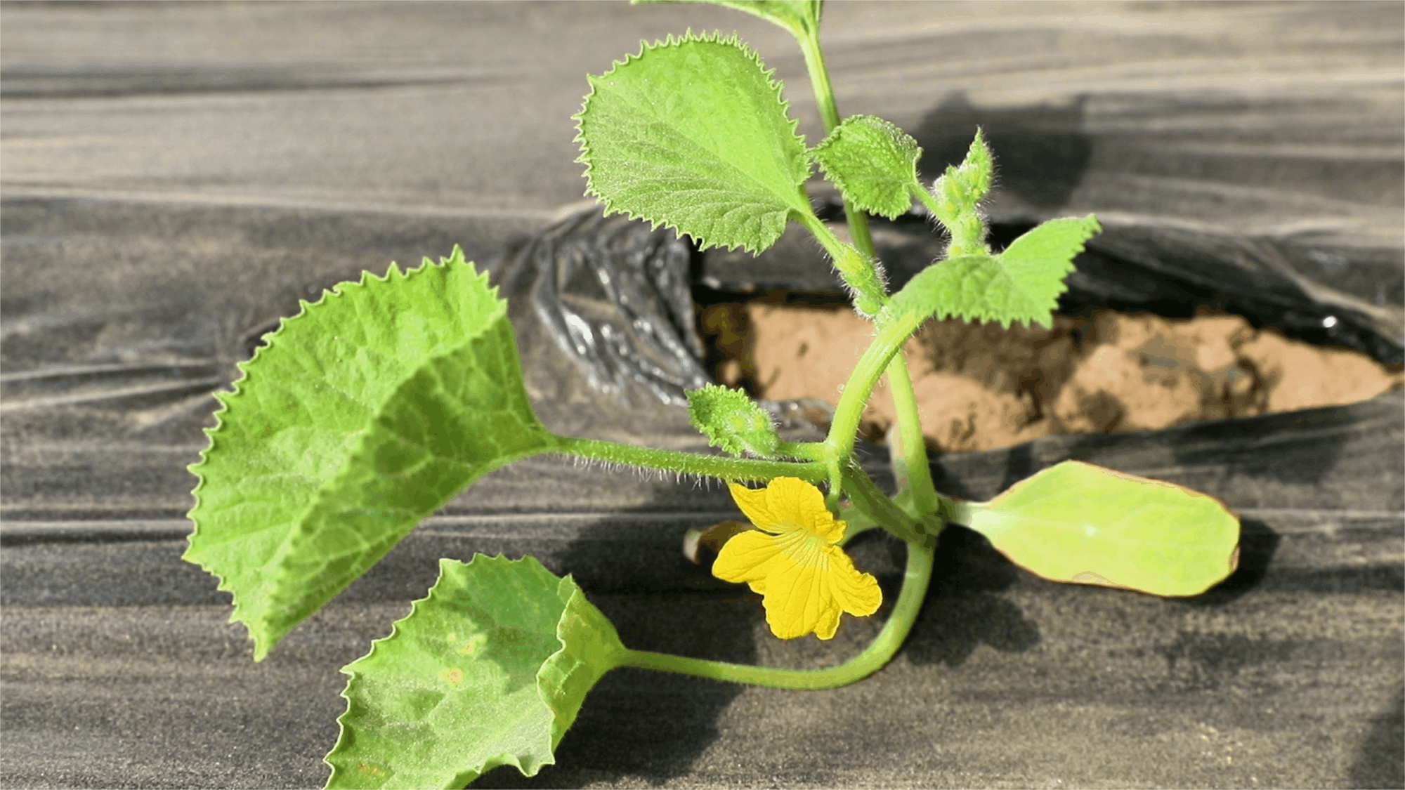 在墨玉县现代农业产业园，万亩戈壁（沙漠）现代设施农业及配套建设项目大棚内一派生机勃勃  （央广网记者  姜茸  制图）