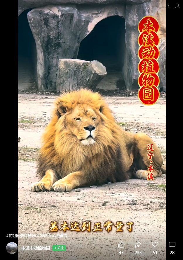 辽宁本溪一动植物园狮子被饿成“纸片”？官方发布情况说明