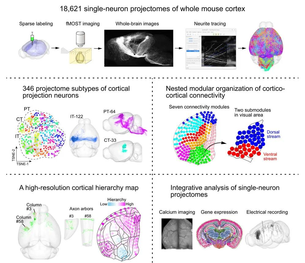 小鼠介观脑图谱在线数据库平台发布小鼠全皮层单神经元投射图谱数据资源|脑科学_新浪财经_新浪网