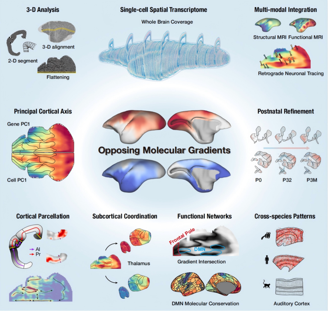 我国科学家找到了大脑皮层的起源