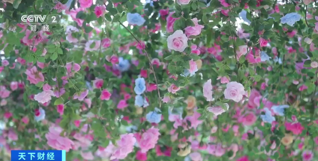 上海大型花卉市场有哪些