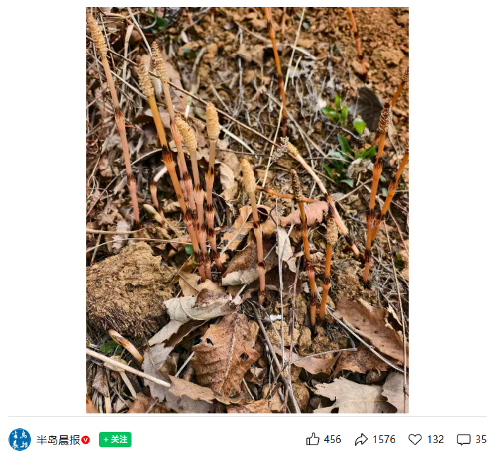  问荆草与金矿伴生：8岁男孩的科学发现与地质学验证 新闻