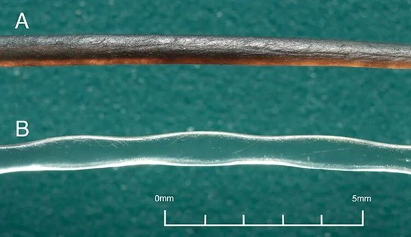 △ 上面加州海狮的胡须，下面是港海豹的胡须，Christin T. Murphy