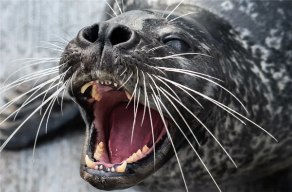 △ 港海豹菲卢，?Robin Heinrich/Marine Science Center