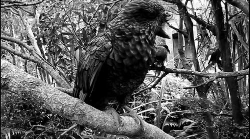 图片来源：ALEX GRABHAM、XIMENA NELSON