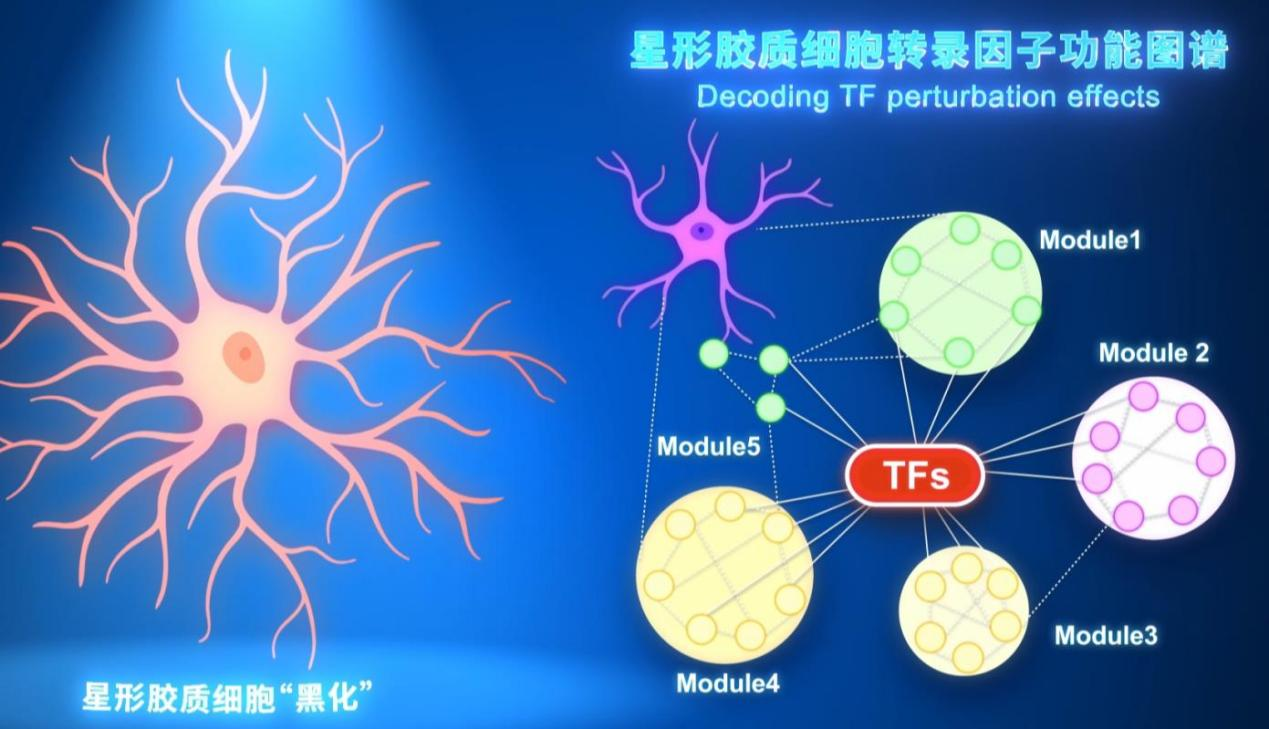 世界首张！我国科学家绘制出星形胶质细胞转录因子功能图谱