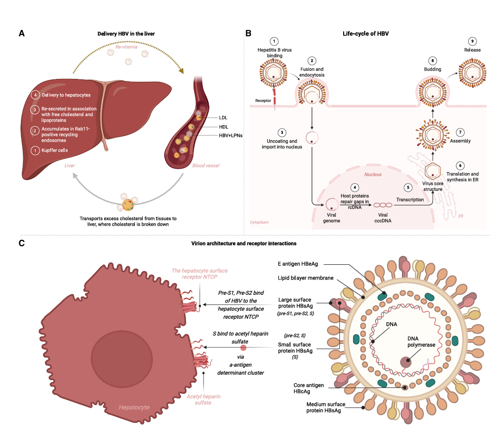 乙肝 mRNA 疫苗,离真正的治愈还有多远?_新浪财经_新浪网