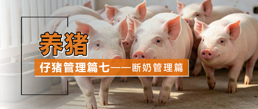 仔猪管理篇七 ——断奶管理篇