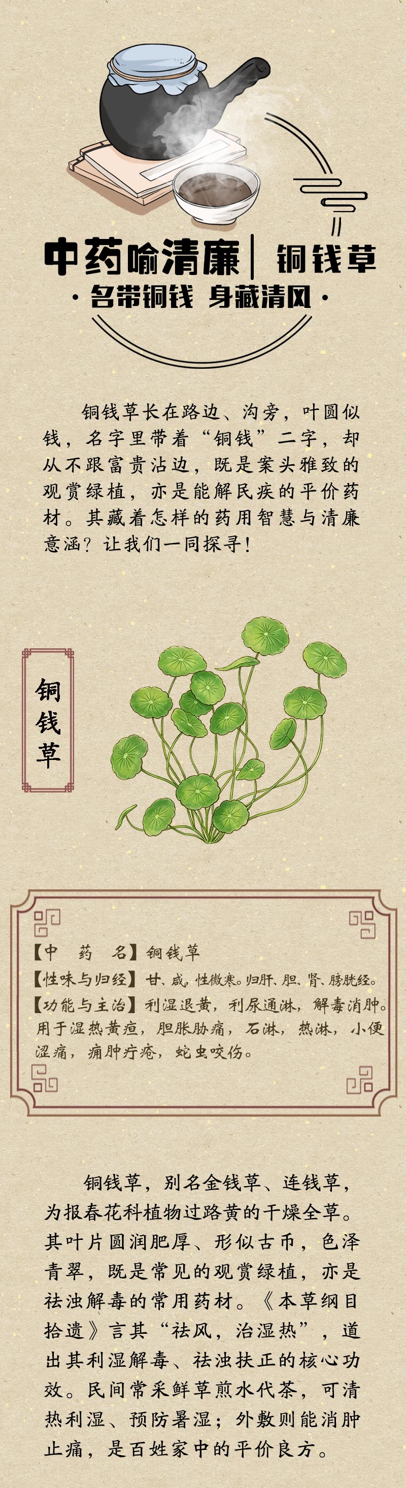 中药喻清廉丨铜钱草：名带铜钱 身藏清风