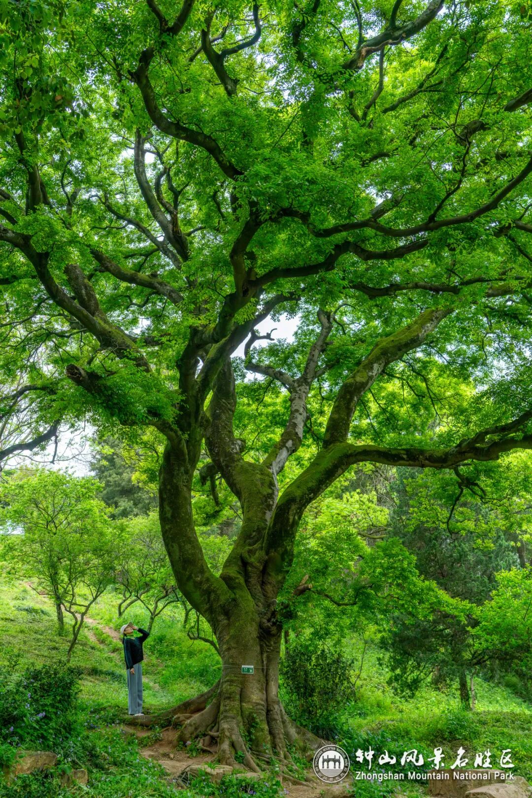 在紫金山的人潮中偶遇朴树|朴树_新浪财经_新浪网