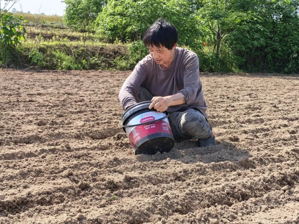 蔡家村的一些农田因无法灌溉变成旱地，村民在上面种植花生。
