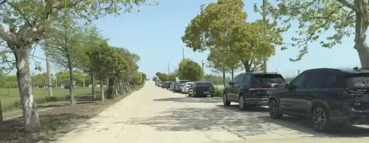 白斑军舰鸟所在地路边停满前来观察和拍摄者的车辆。姚望摄