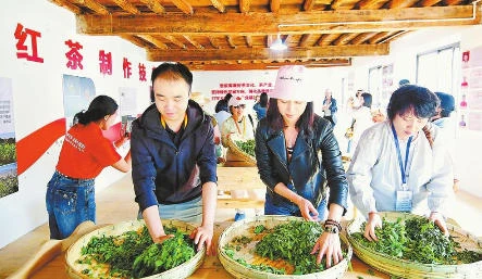 体验滇红茶制作。 记者 王毅 摄