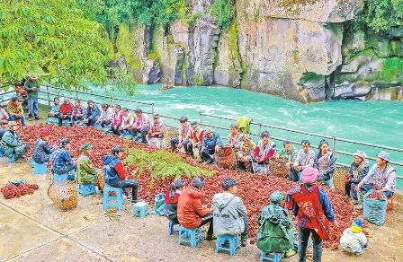 独龙江乡种植户分拣鲜草果。 怒江州委组织部供图