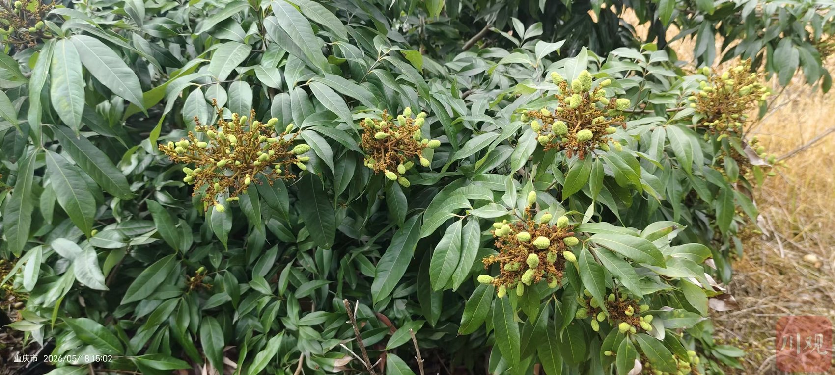 快入手!荔枝价格降至个位数丨川观探市|荔枝_新浪财经_新浪网