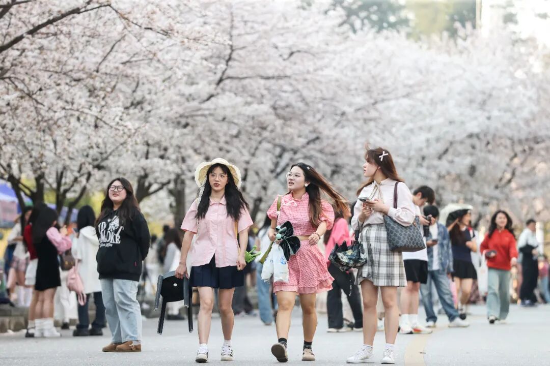 贵州大学校园内，学生从樱花树下走过。