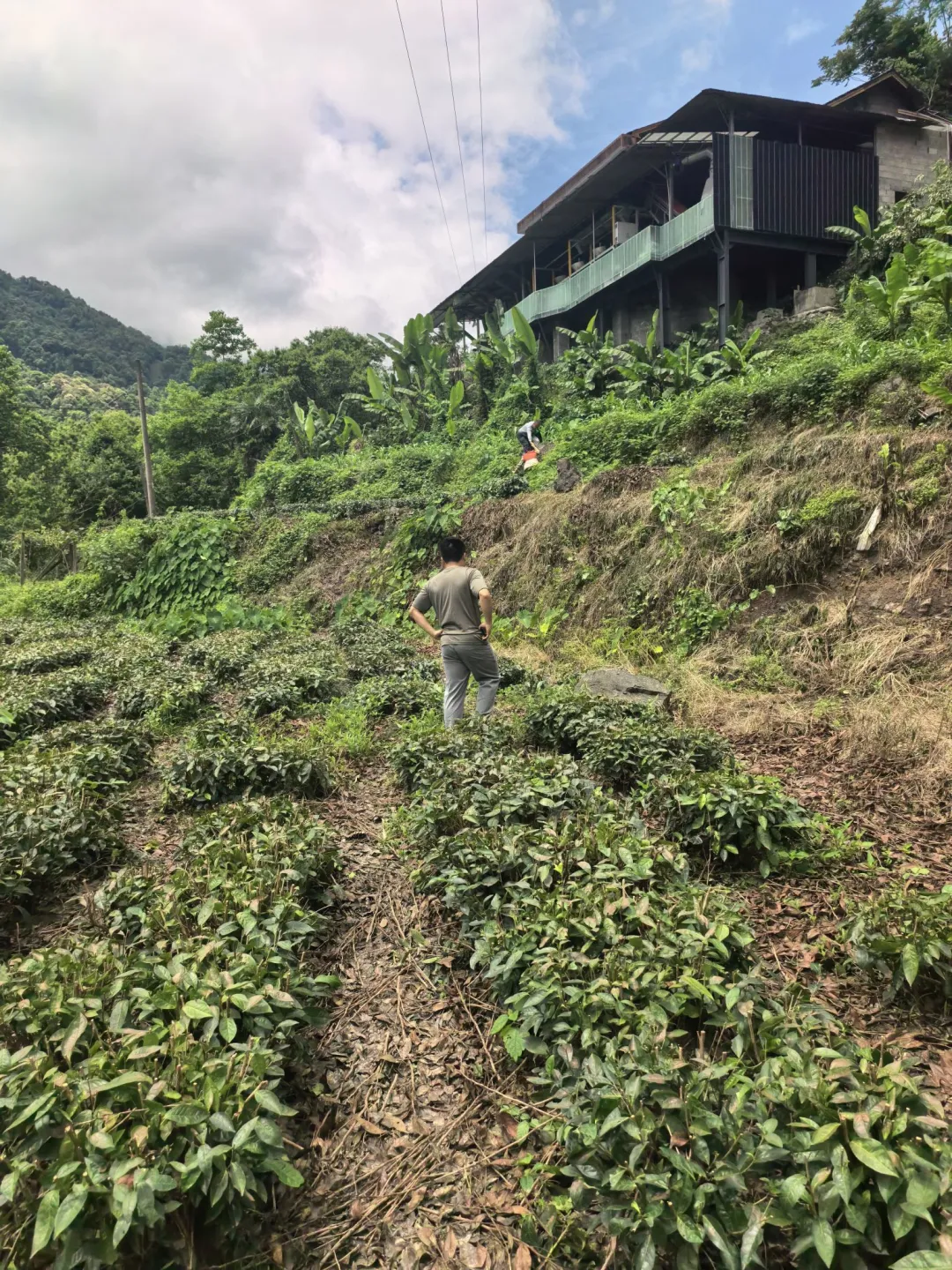 △唐振邦从村部长前往四组的集中安置点，需要穿过田埂，多处几乎没有路