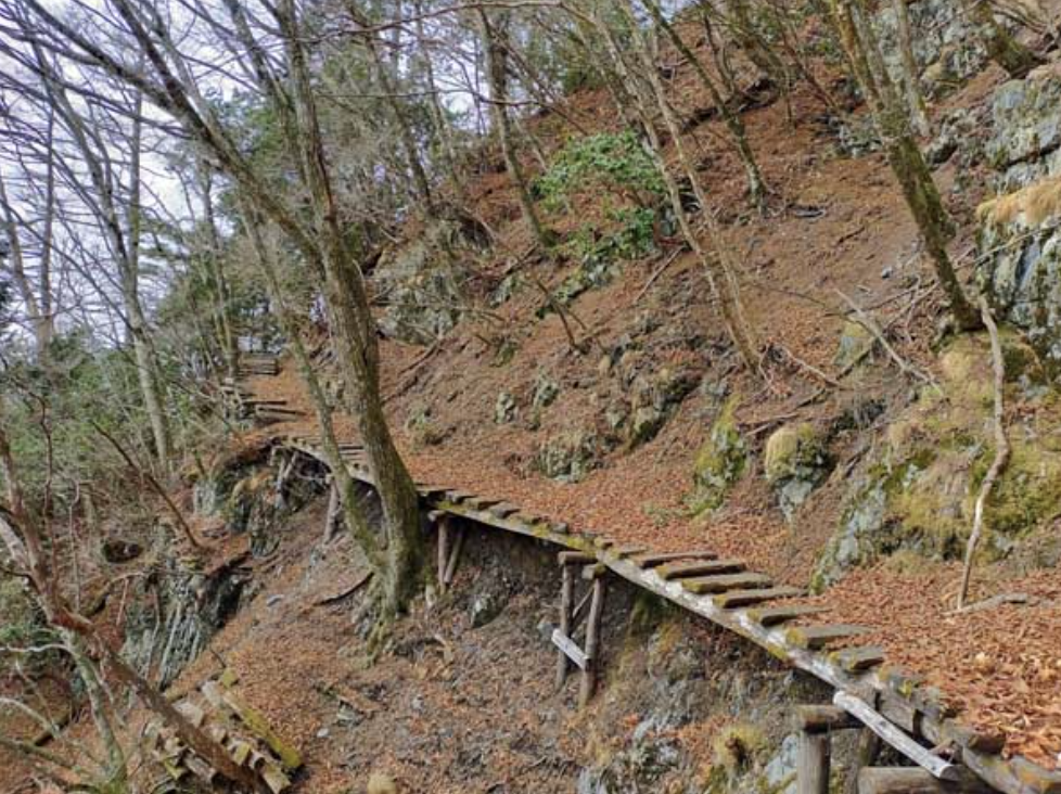 东京西部山区惊现“半截遗体”，恐是近十年首起熊袭致死事件：上半身已缺失