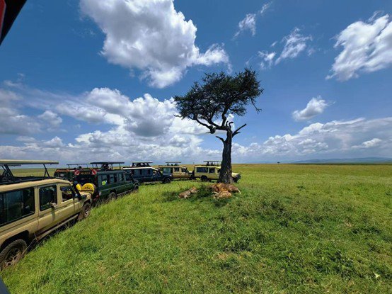 ͼΪ�������������ҹ�԰�����ڽ���Safari��Ұ������������У��ĳ��������� �������㣩