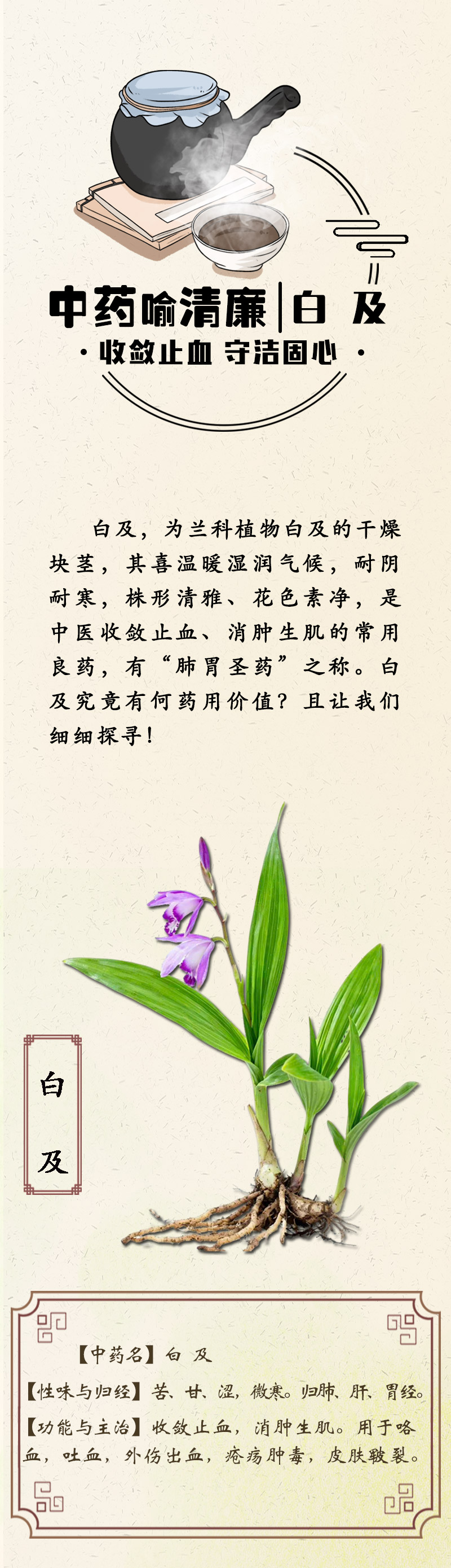 中药喻清廉丨白及：收敛止血 守洁固心