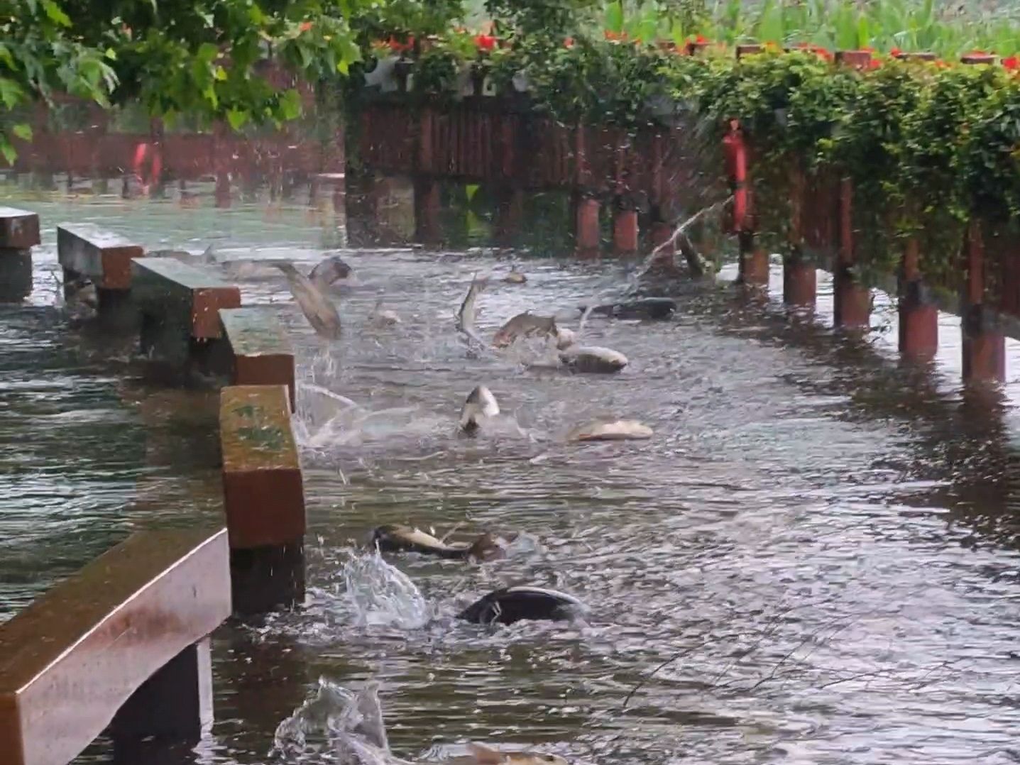 暴雨后湖南烈士公园鱼儿跳上栈道，有市民捡回家红烧，公园管理处：已拉警戒线
