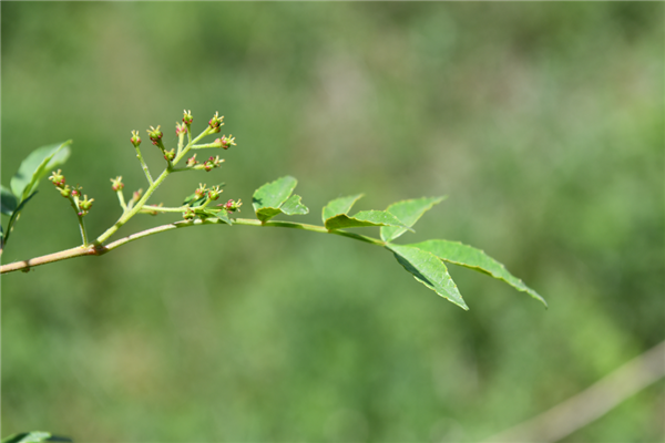 花椒的花与果。图片来源:寻路路 摄