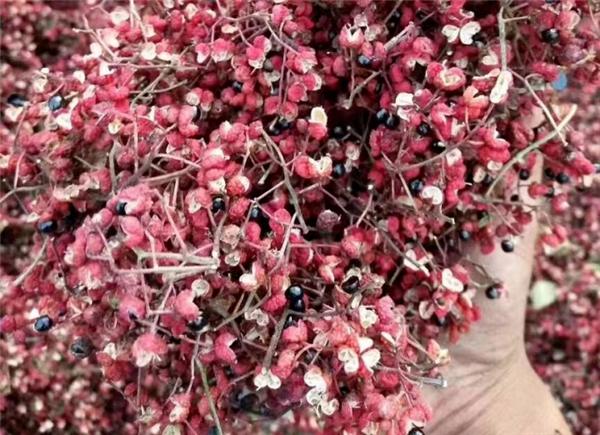 花椒种子乌黑发亮，称为椒目，传统医学将其用于利水消肿、祛痰平喘。图片来源：董繁荣 摄