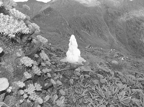 中国科学院昆明植物研究所供图
