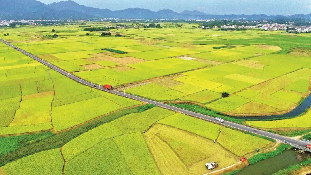 惠东铁涌稻田。杨建业 摄